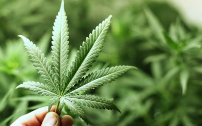Marijuana: miti leggende